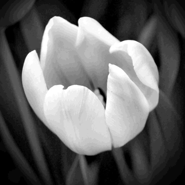 Ebern Designs Dreamy Tulip Wrapped Canvas Print Wayfair